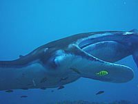 �}���^�I�I