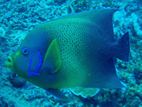 �T�U�i�~���b�R