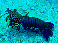 �����n�i�V���R