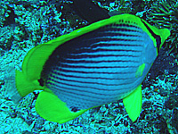 ***チョウチョウウオ