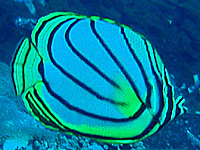 �I�E�M�`���E�`���E�E�I