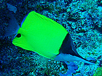 �t�G���b�R�_�C