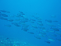 �������n�M�̌Q��