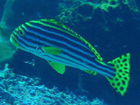 ���X�W�R�V���E�_�C