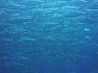 �M���K���̑�Q