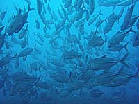 ギンガメの大群