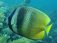 ***チョウチョウウオ?