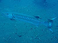 �o���N�[�_(��1�C)