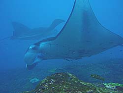 ヌサペニダのマンタ