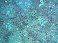 ���j�S�`(��)