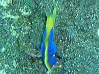 �n�i�q�Q�E�c�{(��)