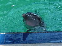 �C���J�V���[ 