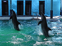 �C���J�V���[ 