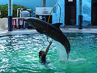 �C���J�V���[ 