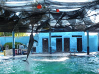 �C���J�V���[ 