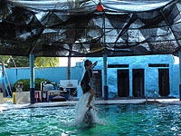 �C���J�V���[ 