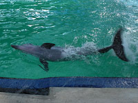 �C���J�V���[ 