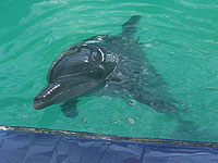 �C���J�V���[ 