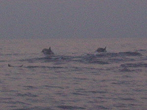 �쐶�̃C���J