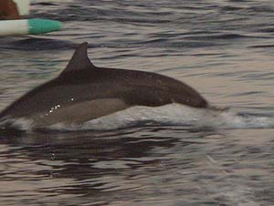 �쐶�̃C���J