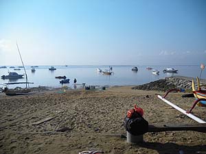 �T�k�[���̕l��