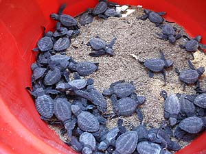 �ē��̃X�^�b�t