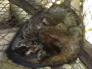 �W���R�E�l�R