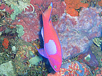 �X�~���i�K�n�i�_�C