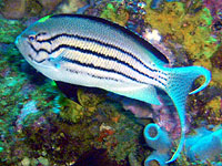 �^�e�W�}���b�R