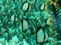 �t�^�X�W�����E�L���E�X�Y���_�C