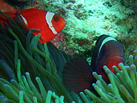 ���b�h�A���h�u���b�N�A�l���l�t�B�b�V��