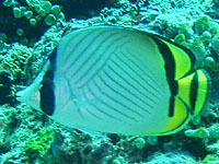 �t�E���C�`���E�`���E�E�I