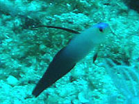 �n�^�^�e�n�[