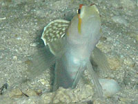 �j�`�����_�e�n�[