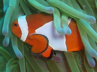 �J�N���N�}�m�~