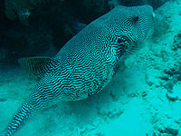 �P�V���E�t�O