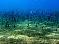 �X�p�Q�b�e�B�K�[�f���C�[��