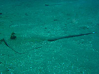 ���b�R�G�C