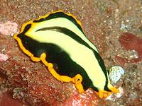 �q�����V