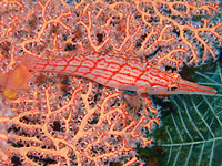 �N�^�S���x