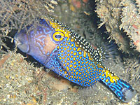 �~�i�~�n�R�t�O