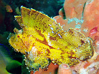 �n�_�J�n�I�R�[