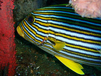 �t�H�b�N�X�t�F�C�X