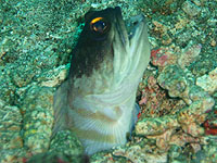 �S�[���h�X�y�b�N�W���[�t�B�b�V��