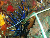 �S�V�L�G�r