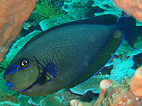 �T�U�i�~�g�T�J�n�M