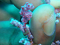 �s�O�~�[�V�[�z�[�X