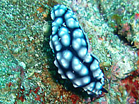 �R�C�{�E�~�E�V