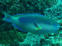 �C�`�����W�u�_�C