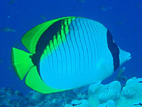 �j�Z�t�E���C�`���E�`���E�E�I